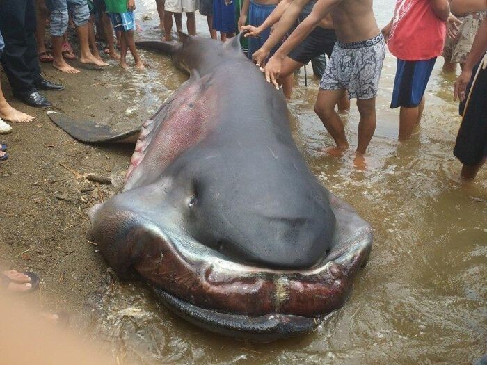 Поймана малоизвестная акула монстр 