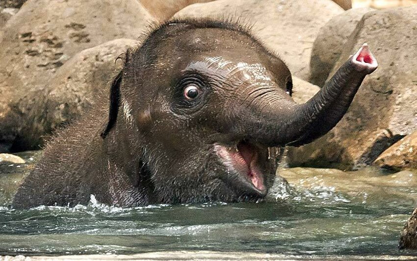Радостный слоненок