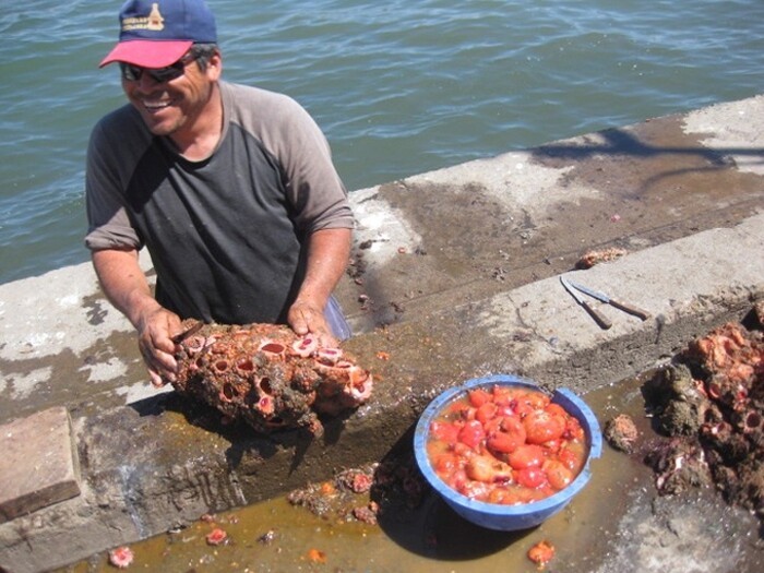 Pyura chilensis - «живой камень» с морского дна