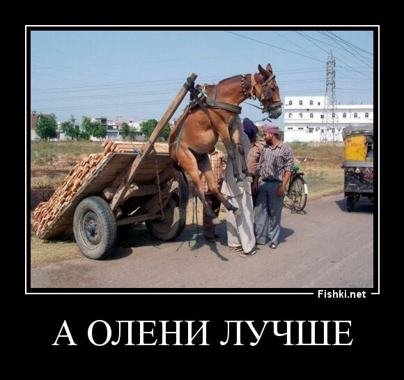 А ОЛЕНИ ЛУЧШЕ
