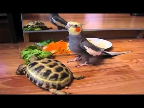 Попугай наверное недоволен черепахой 