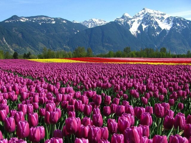 Тюльпан родом вовсе не из Нидерландов, туда его в 1593 году привез ботаник Карл Клузиус. Вопрос — откуда?