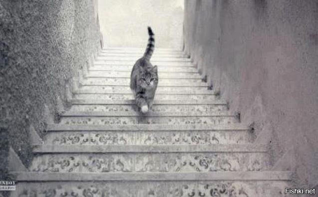 Котя спускается по лестнице или поднимается