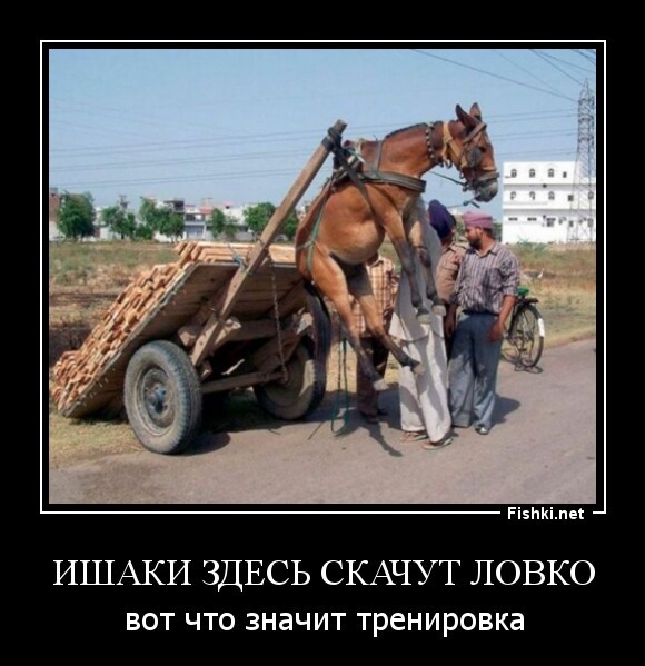 ишаки здесь скачут ловко