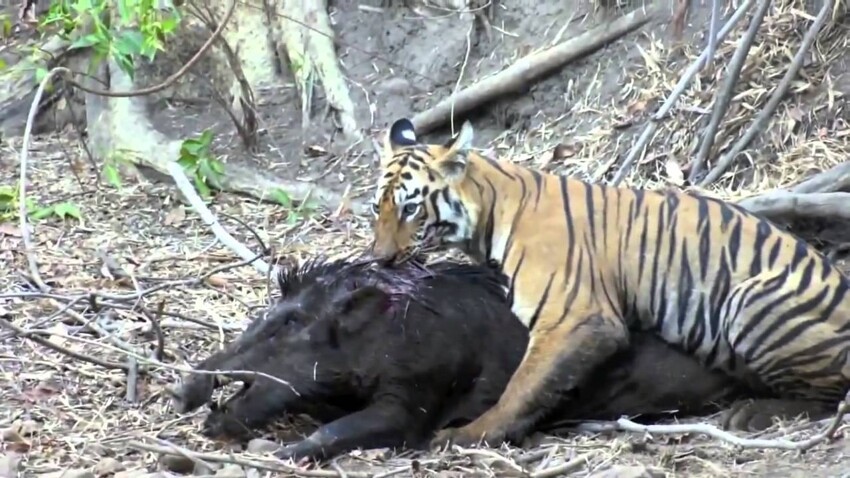 Тигр против кабана 