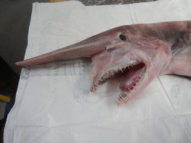 Редкая акула 