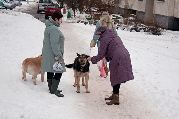 На трассе под Минском собака восьмой год ждет погибшего хозяина