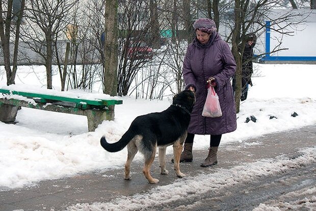 На трассе под Минском собака восьмой год ждет погибшего хозяина