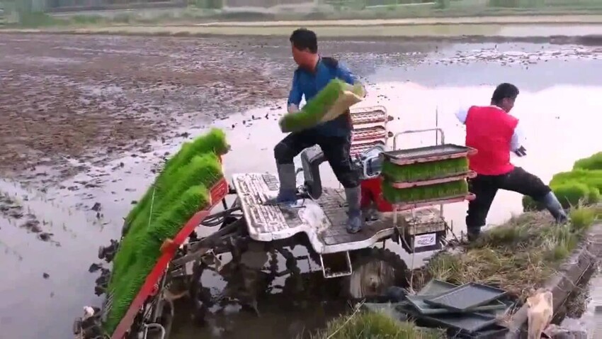 Как сажают рис в Китае 