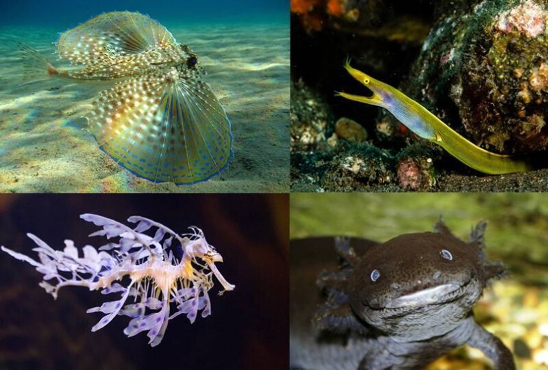 Рейтинг самых странных морских существ