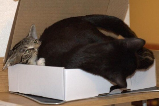 Биологи объяснили любовь кошек к коробкам