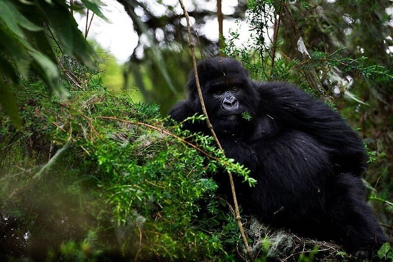 Горные гориллы - удивительные гиганты, исчезающие с лица земли