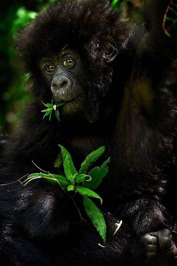 Горные гориллы - удивительные гиганты, исчезающие с лица земли
