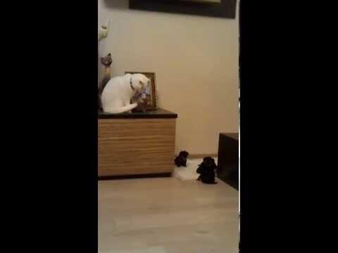 Реакция кошки на щенков 