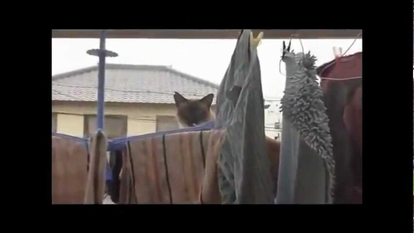 Видео ТОП 5. Смешные падение кошек 