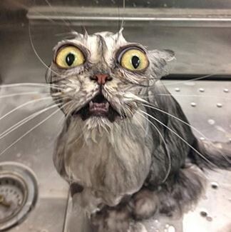 Надо ли мыть кота?