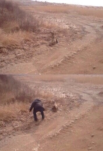 Морской лев хотел эволюционировать, но ему помешали.