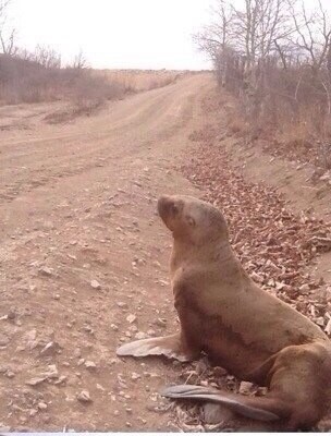 Морской лев хотел эволюционировать, но ему помешали.