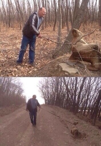 Морской лев хотел эволюционировать, но ему помешали.