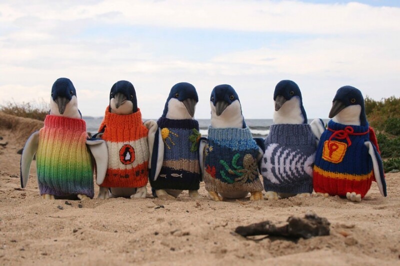 Старейший житель Австралии вяжет свитеры для пингвинов