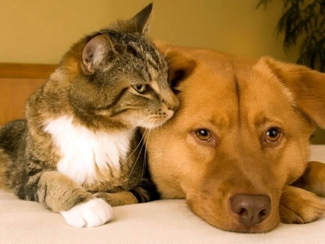Кот и пёс 