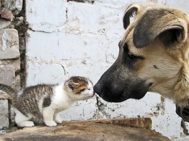 Кот и пёс 