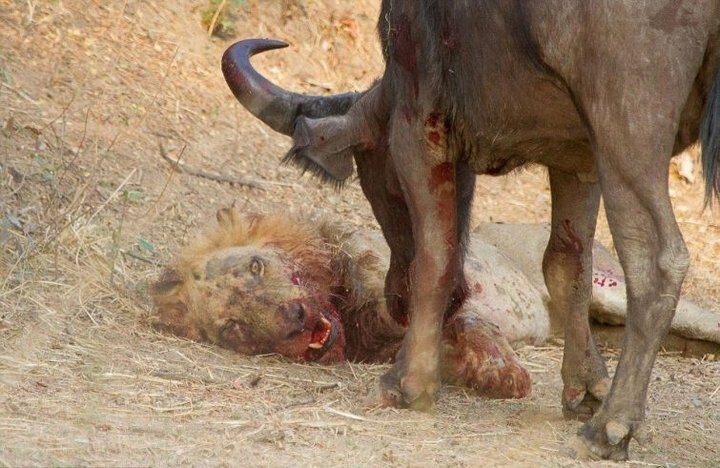 Трагическая схватка льва и буйвола