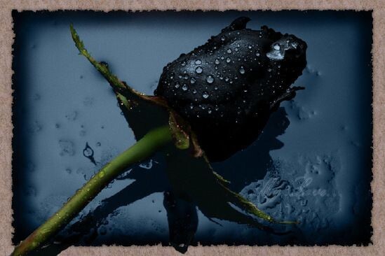 Удивительно красивые чёрные цветы