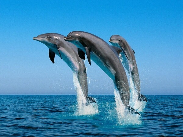 10 интересных фактов о дельфинах