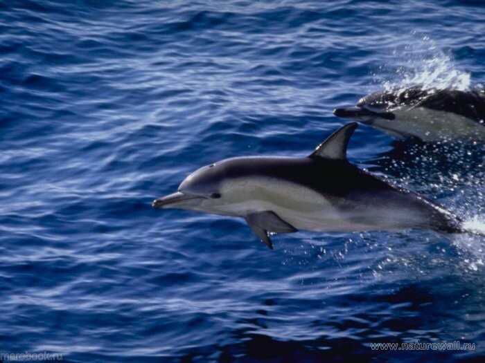 10 интересных фактов о дельфинах