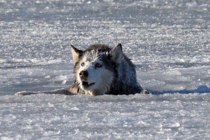 Парень пробился через лед, чтобы спасти собаку
