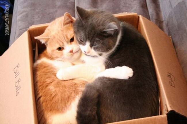 Тайна века: почему кошки так любят коробки?