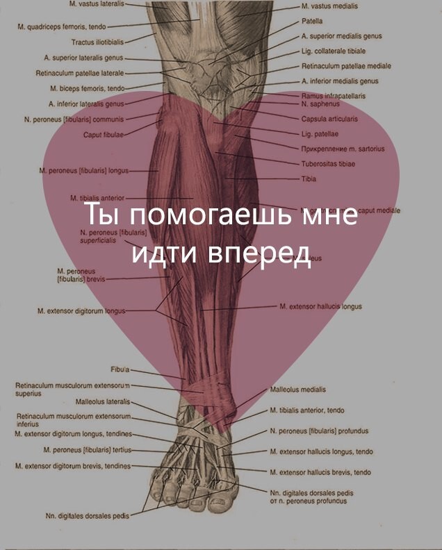 День святого Валентина в анатомических открытках