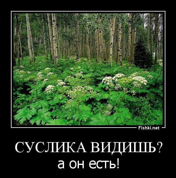 суслика видишь?