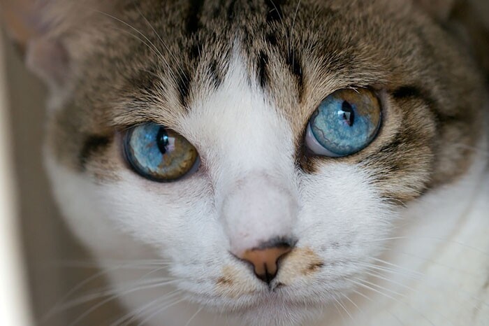 80 животных с красивейшими разноцветными глазами