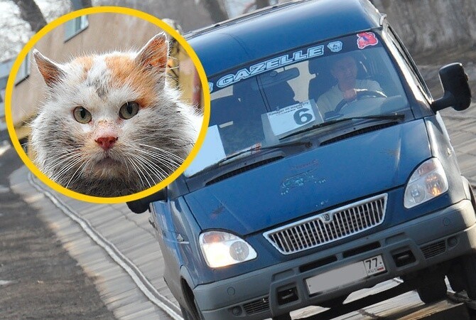 Пассажиры маршрутки спасли замерзшего бездомного кота
