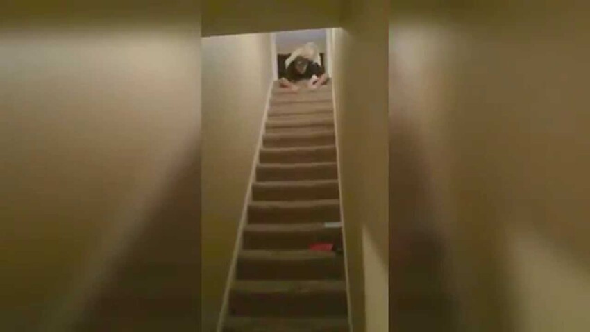 Идиоты на лестнице 