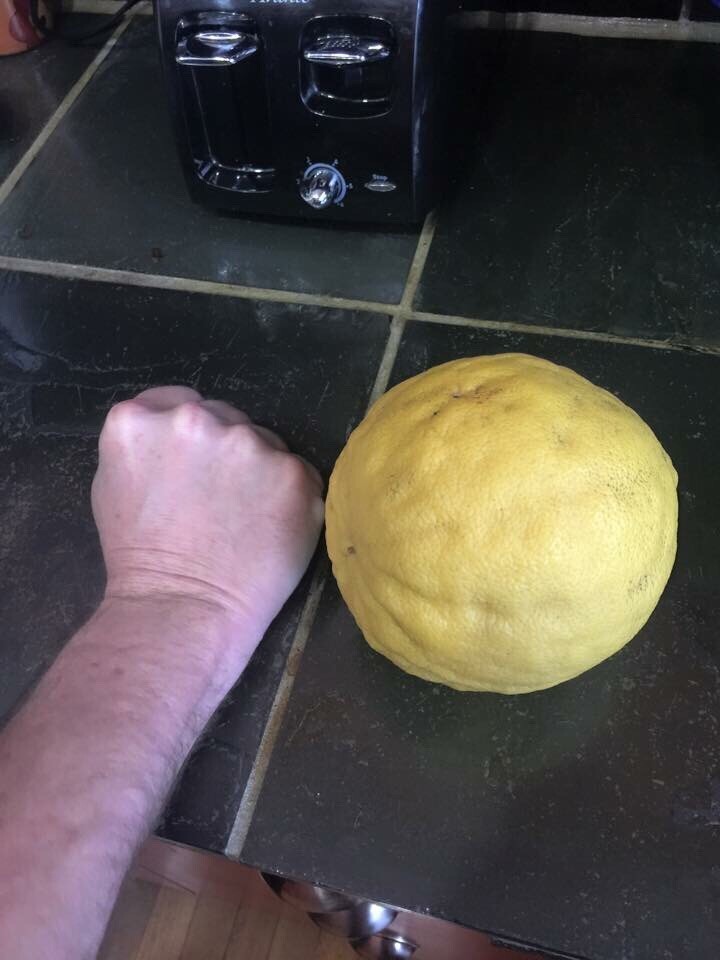 Огромный лимон