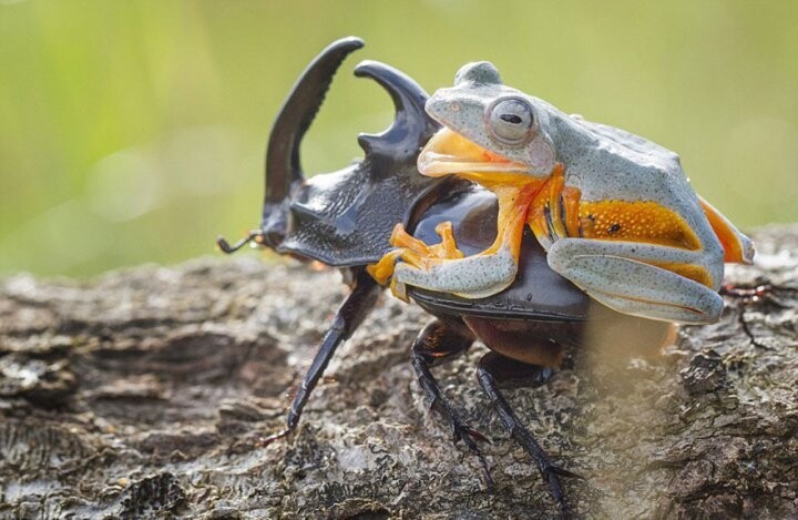 Лягушка оседлала жука-носорога