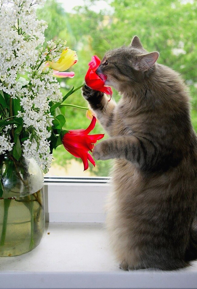 Коты — цветы жизни.