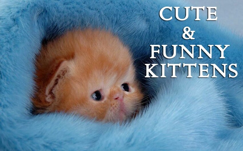 Funny Kittens 