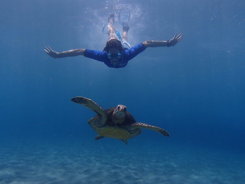 Плавание с черепахой