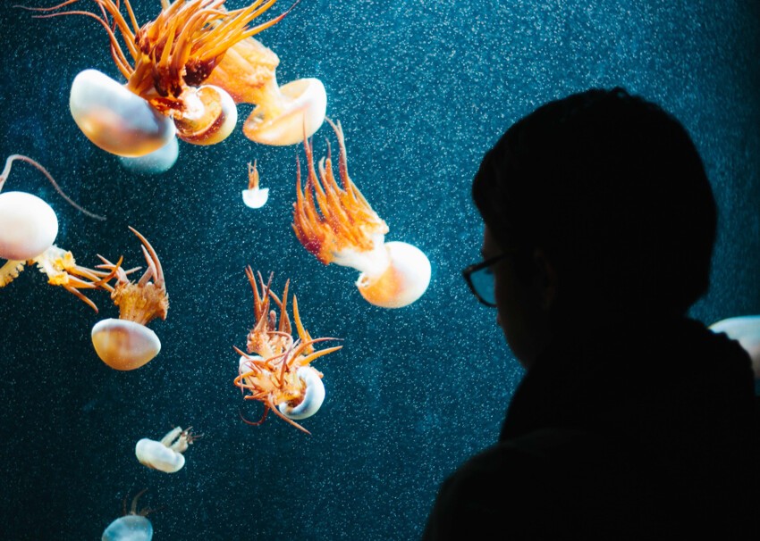 Наблюдение за медузами