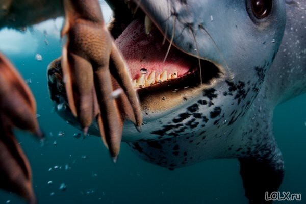 Невероятные фотографии животных Пола Никлена