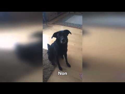 Реакция собаки на интонацию 