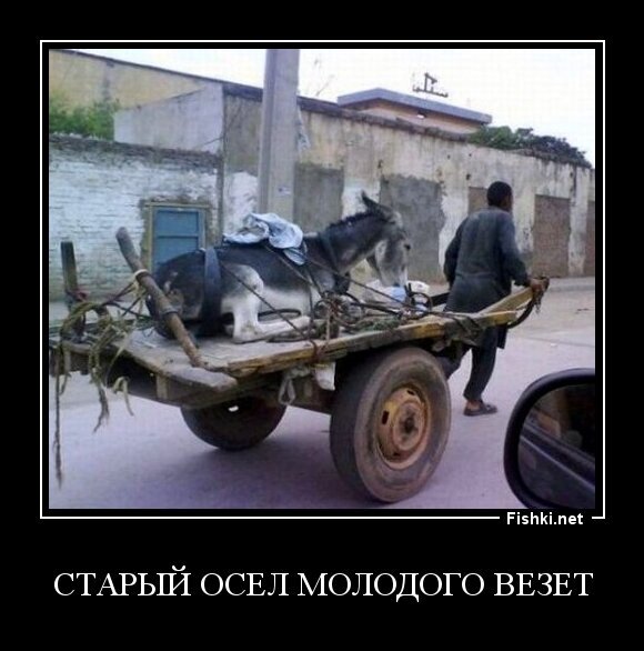 старый осел молодого везет