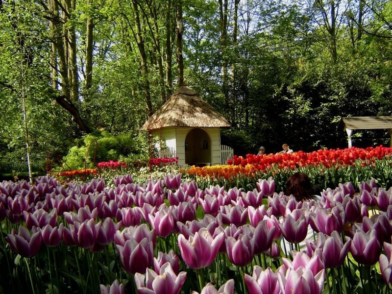 Кекенхоф (Keukenhof) - королевский парк цветов в Нидерландах