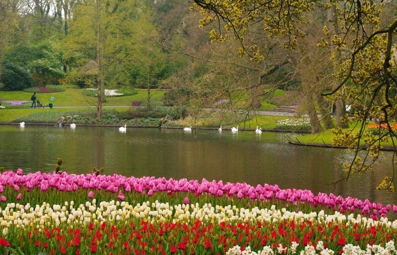 Кекенхоф (Keukenhof) - королевский парк цветов в Нидерландах