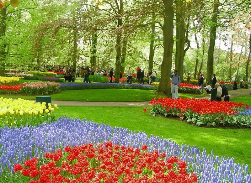 Кекенхоф (Keukenhof) - королевский парк цветов в Нидерландах