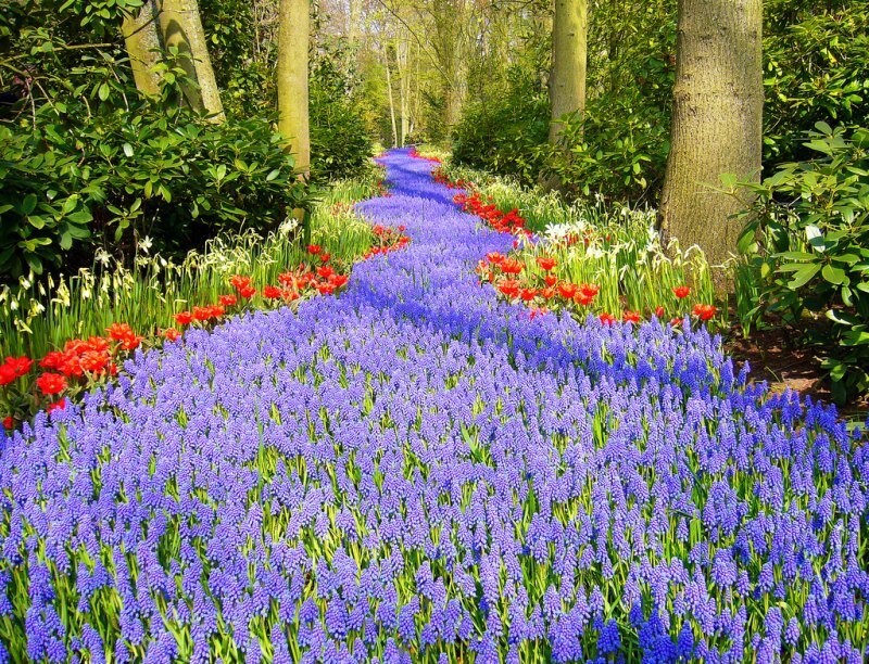 Кекенхоф (Keukenhof) - королевский парк цветов в Нидерландах